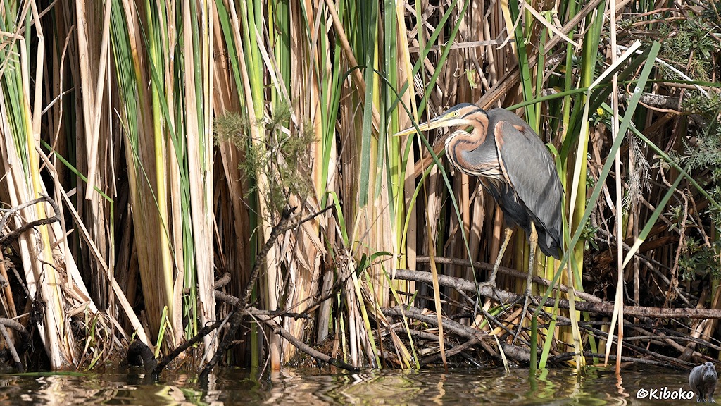 Das Bild zeigt einen grauen Reiher mit S-förmig zusammengebogenen braunem Hals, der graue Längsstreifen hat. Der Vogel hat einen langen gelb-schwarzen Schnabel und sitzt auf einem Ast im Schilf am Ufer.