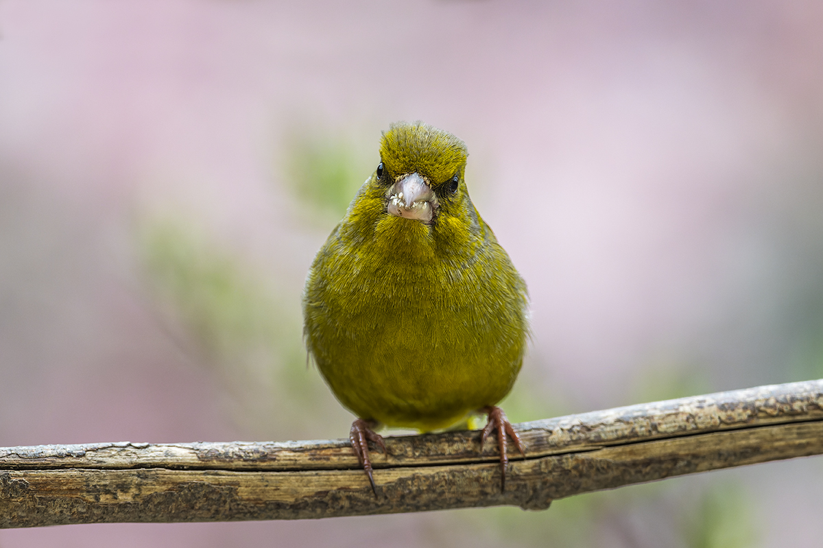 20230419_NZ9_4758_DPNF.jpg