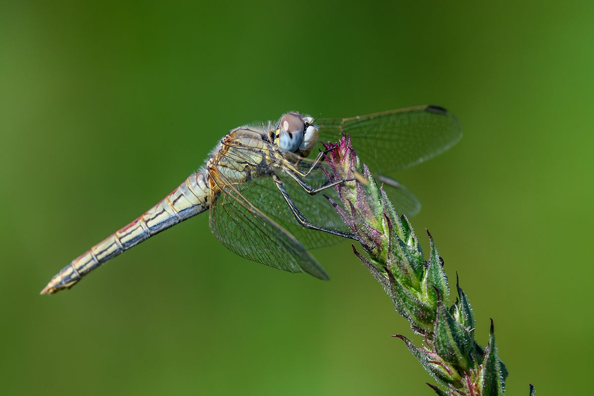 20190706_D500_0138NF.jpg
