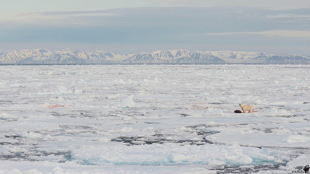 Eisbär auf dem Treibeis vor Spitzbergene
