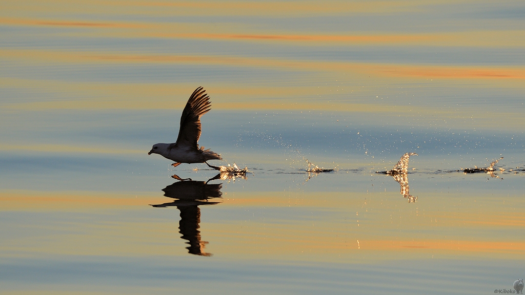 Startender Eissturmvogel