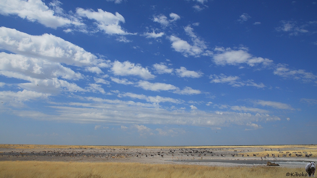 Auf einer weiten trockenen Grasebene sind hunderte Zebras, Oryx und Springböcke an einem Wasserloch. Zwei Löwen liegen am Wasserloch und blockieren den Zutritt der anderen Tiere.