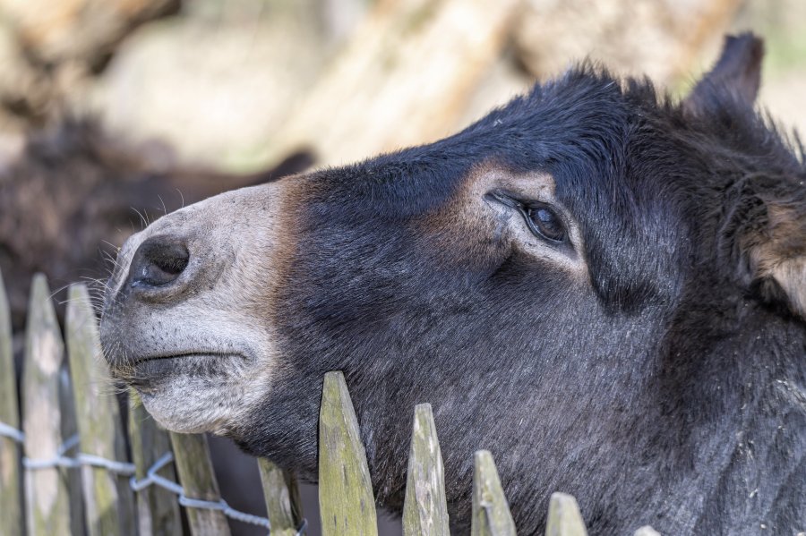tierpark_haag23_32.jpg