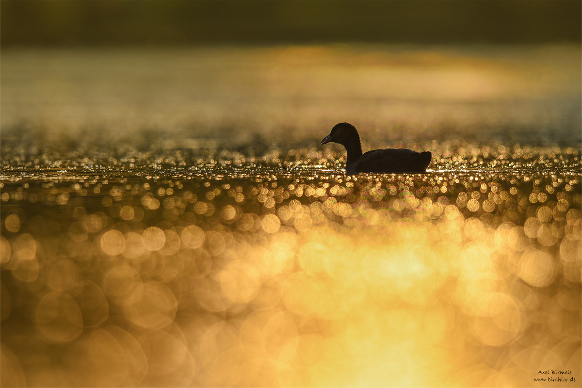 20140719_0243_PS_1200Px.jpg