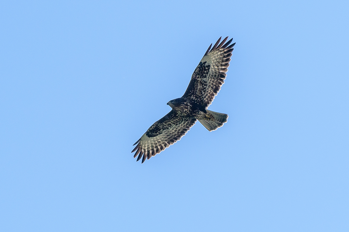 20210925_D500_7499NF.jpg