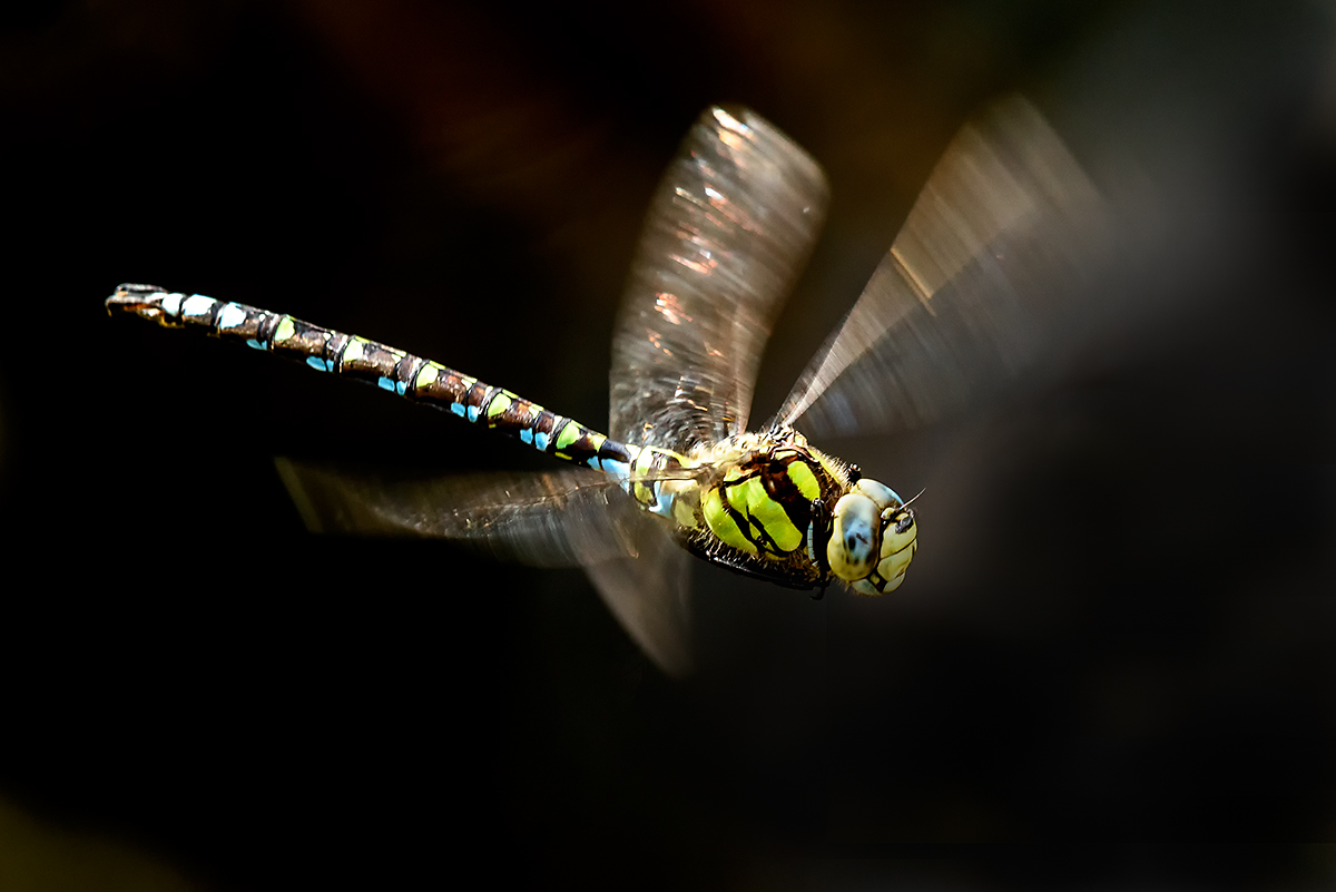 20171004_D810_0207v2NF.jpg