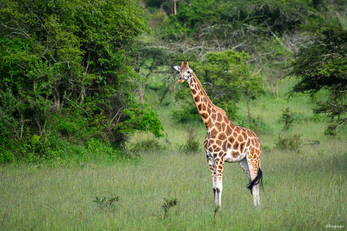 Uganda%202551.jpg