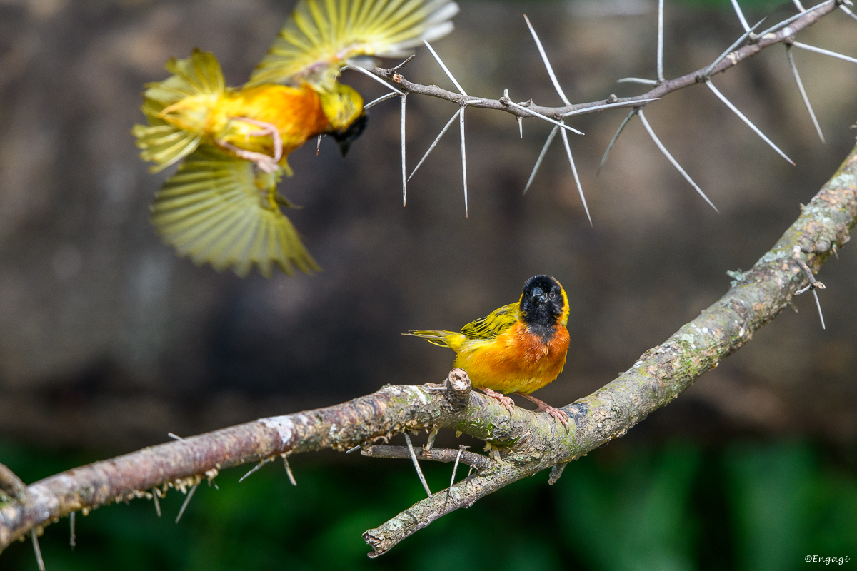 Uganda%201080.jpg