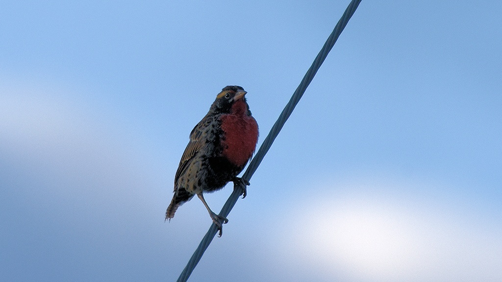 Das Bild zeigt einen schwarzen Vogel mit roter Brust und kurzem spitzen Schnabel auf einer verdrillten Leitung im Gegenlicht.