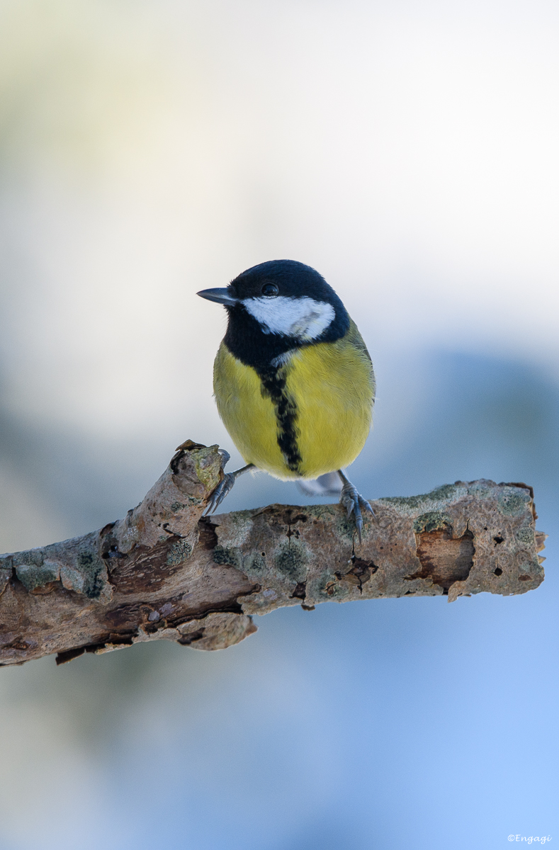 DSC_9166.jpg