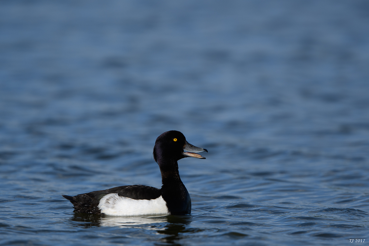 DSC_2197.jpg