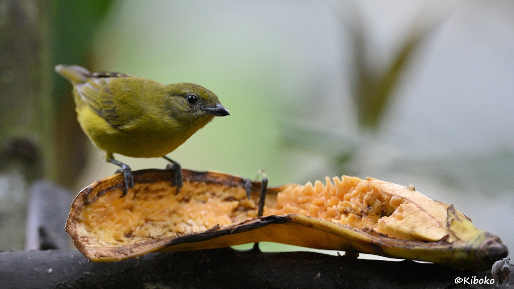 Das Bild zeigt einen grünoliven Vogel mit gelbem Bauch und kurzen spitzen Schnabel. Der Vogel steht auf dem Rand einer Bananenschale, die am gegenüberliegenden Ende noch etwas Frucht enthält.
