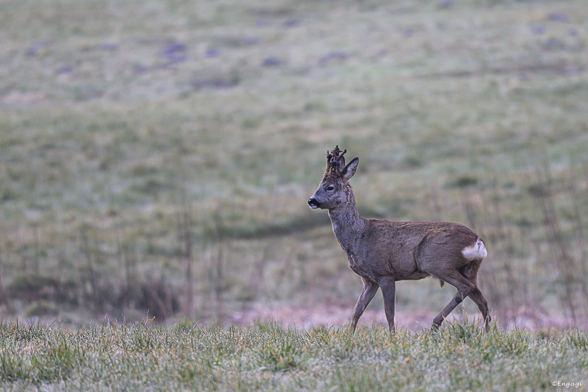 DSC_2095.jpg