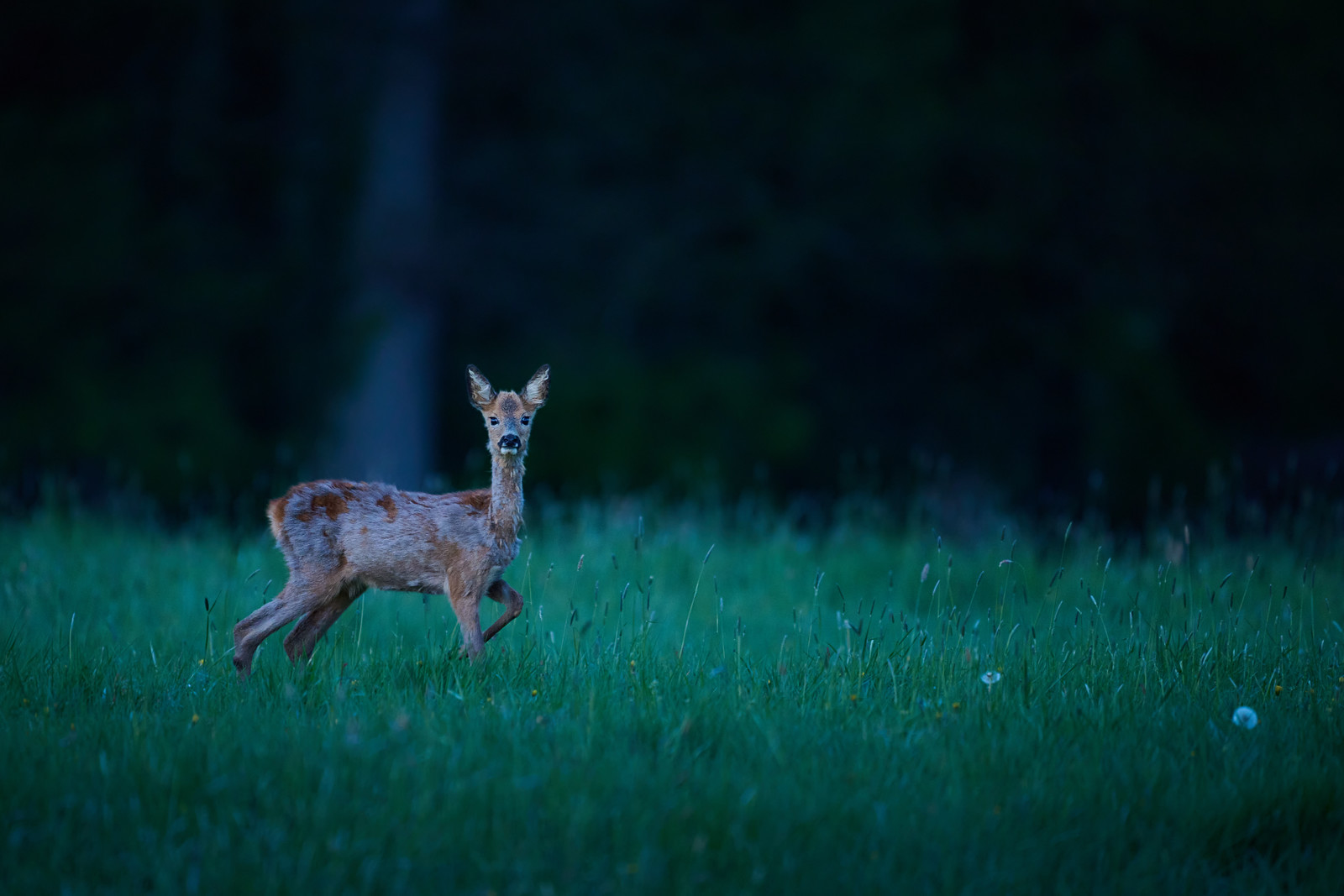 DSC_5832-X3.jpg