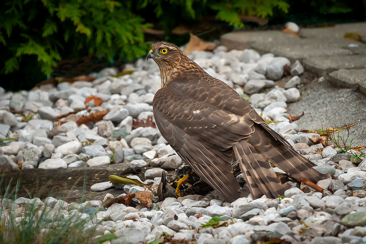 200910_A9_0591NF.jpg