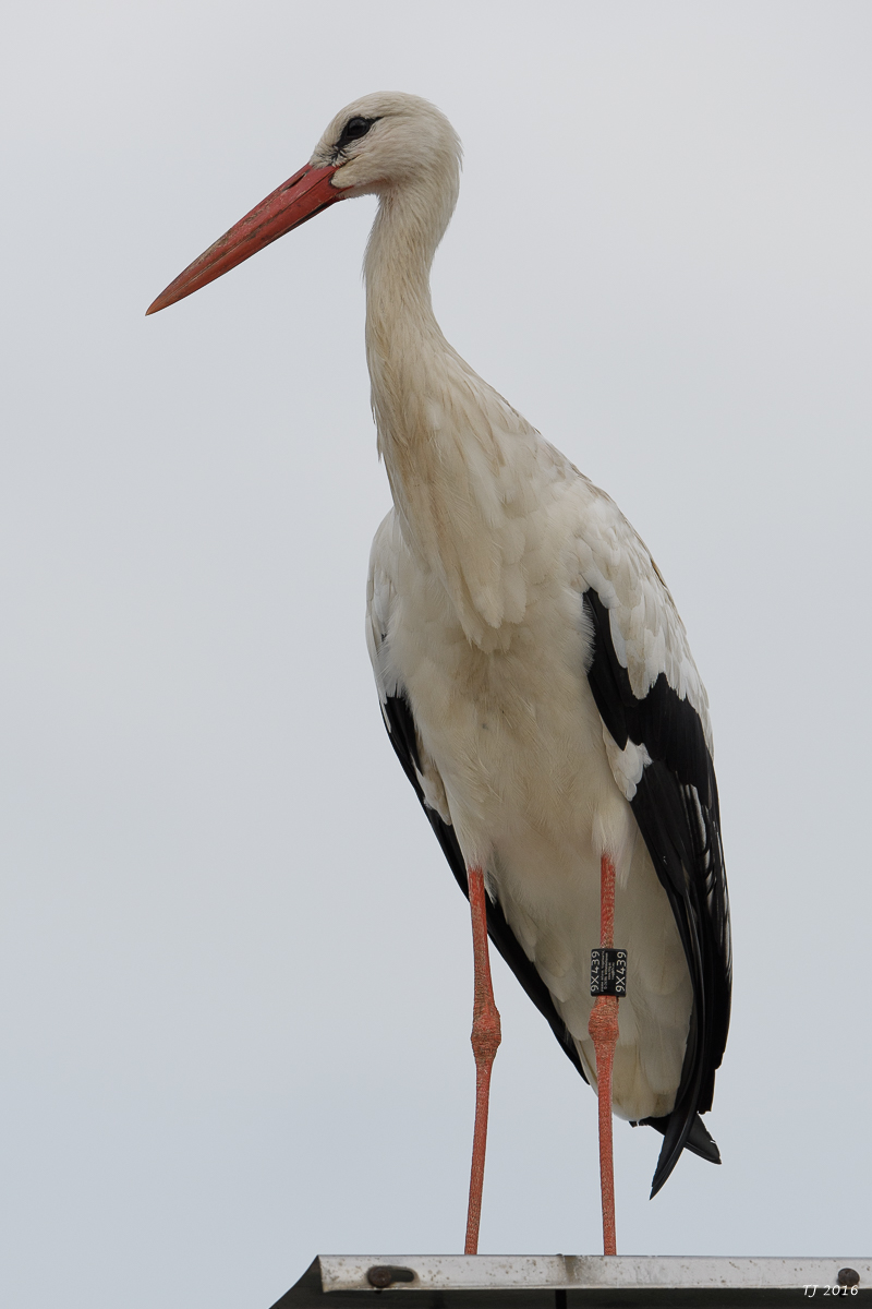 DSC_1520.jpg