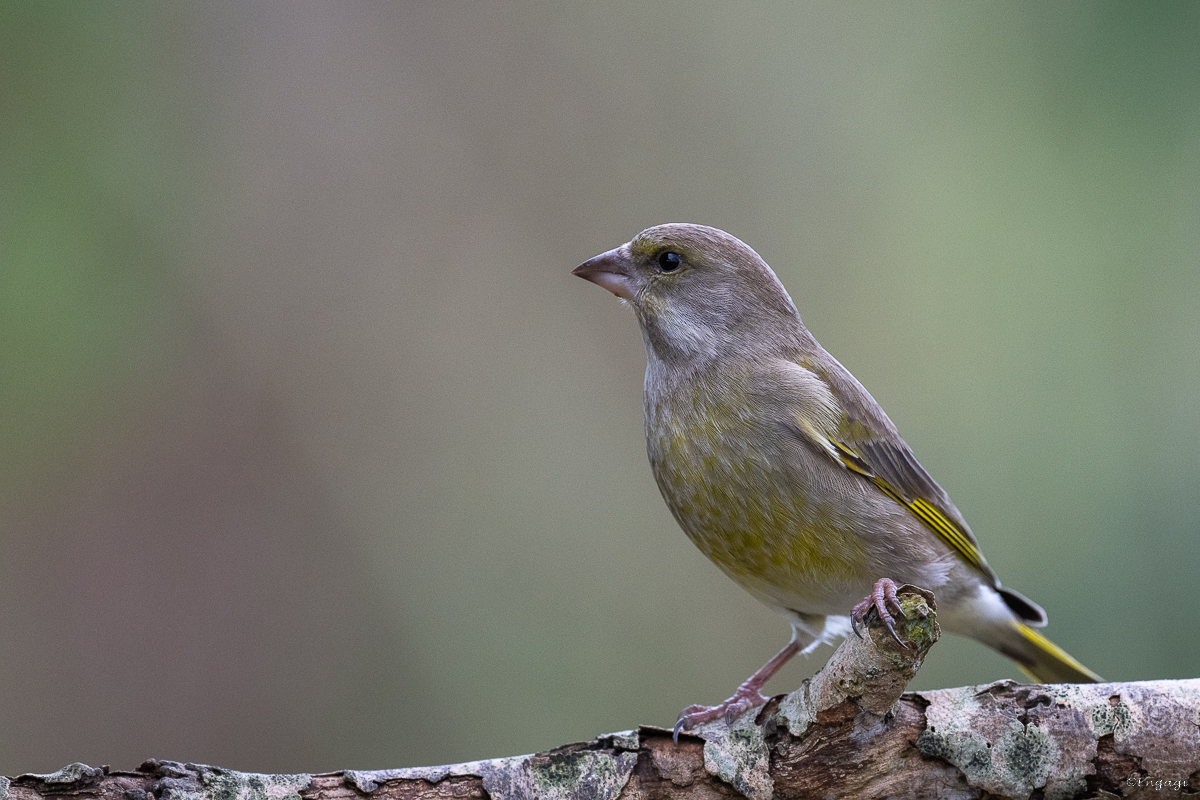 DSC_7850.jpg