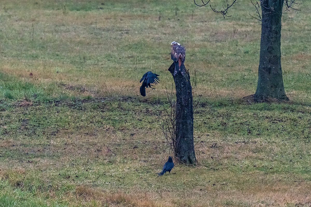 20201206_D500_0181NF.jpg