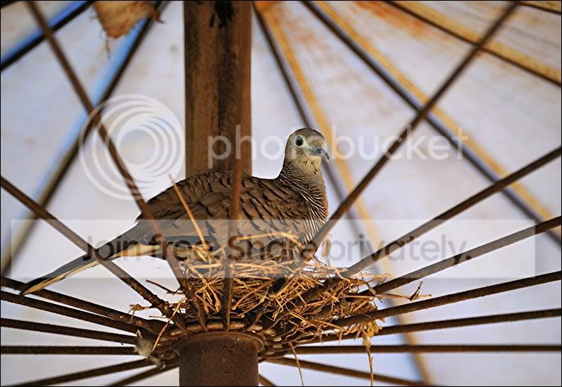 comp_DSC_0594.jpg