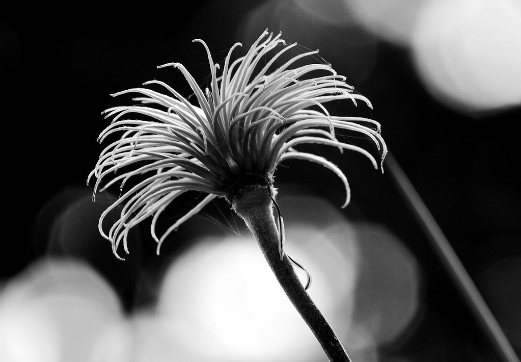 4029147741_d17de0c8f0_b.jpg