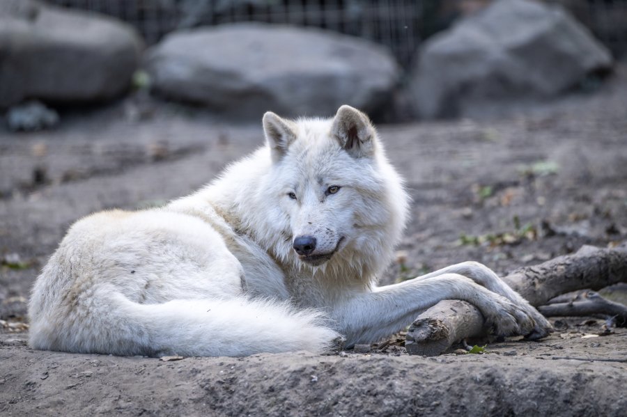zoovienna23_41.jpg