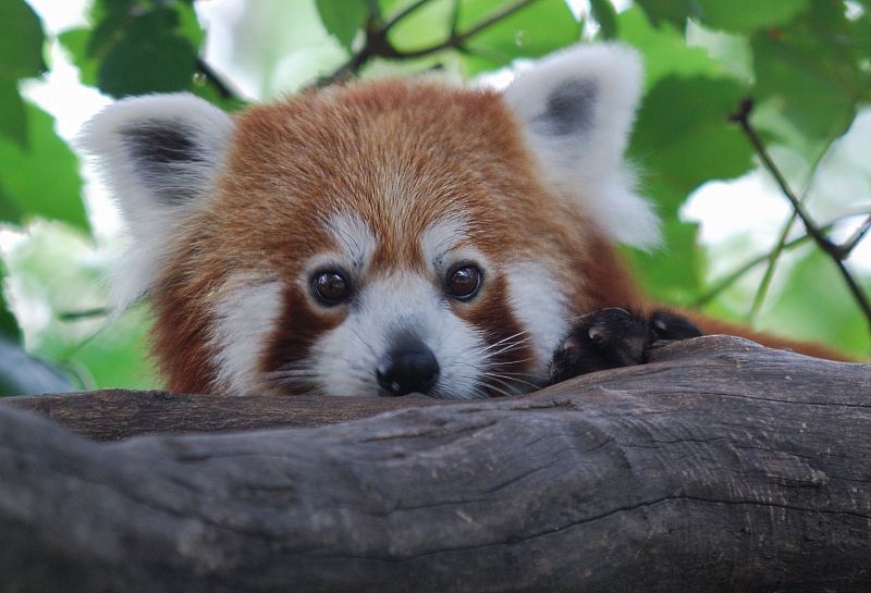 KleinerPanda-1.jpg