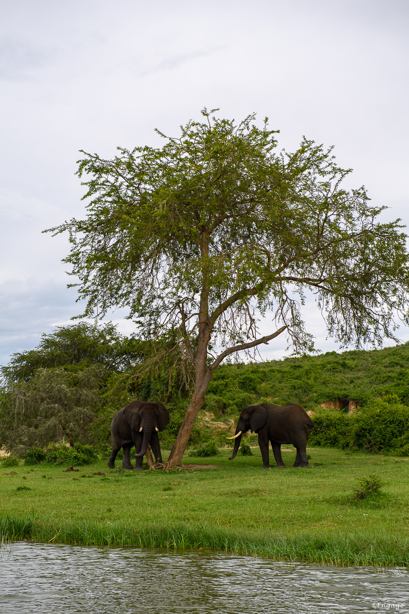Uganda%201101.jpg