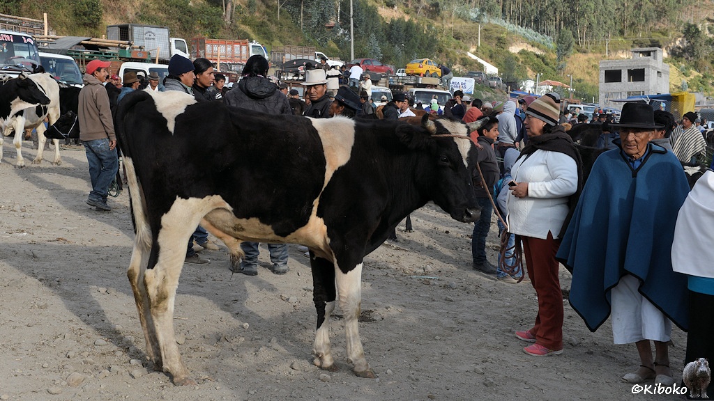 Das Bild zeigt einen schwarz-weißen Jungbullen, den eine Frau in weißer Jacke, dunkelroter Hose und gestreifter Mütze an der kurzen Leine führt. Daneben läuft ein älterer Mann mit blauem Poncho und schwarzem Hut.