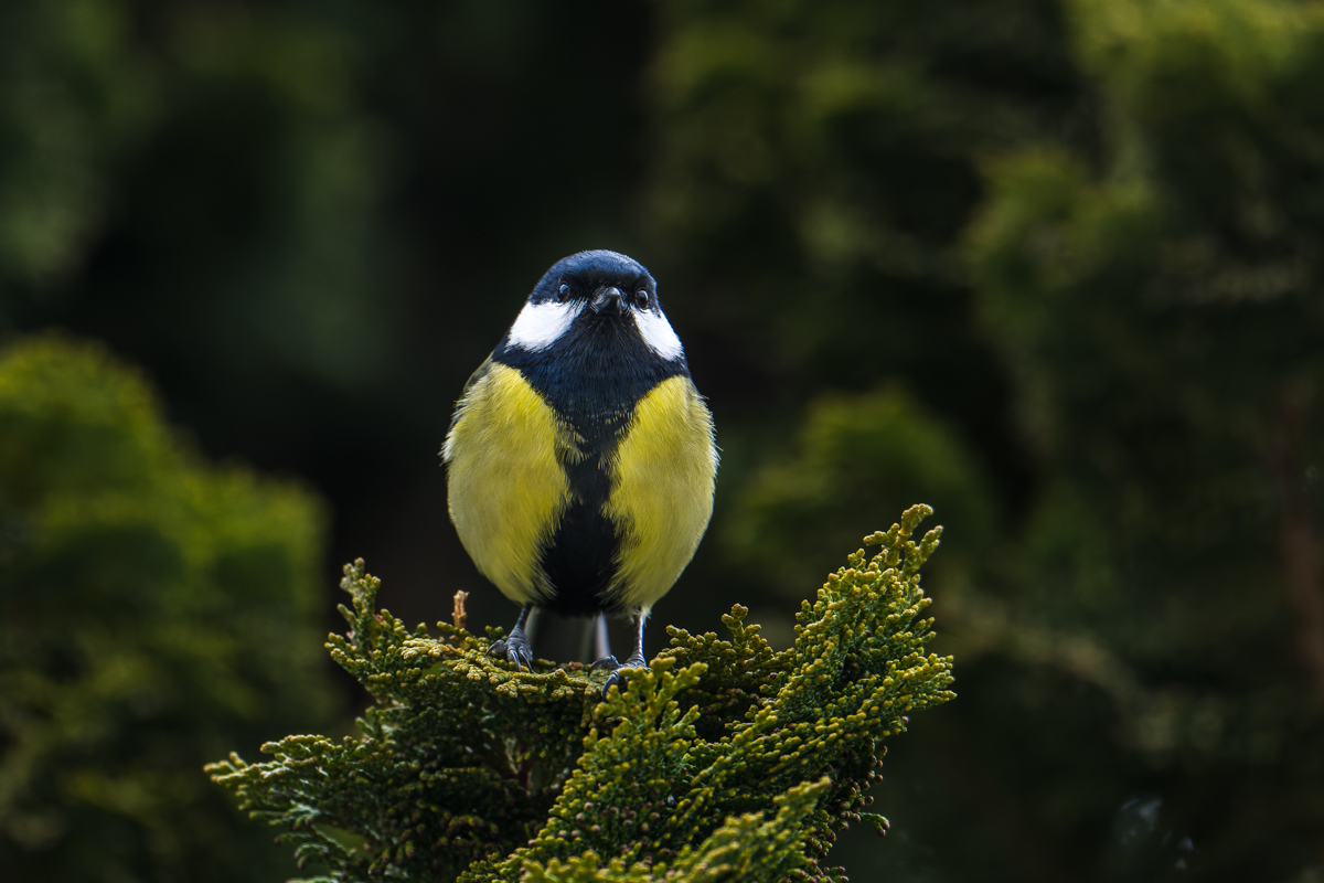 20250131_NZ9_3491_DPNF.jpg