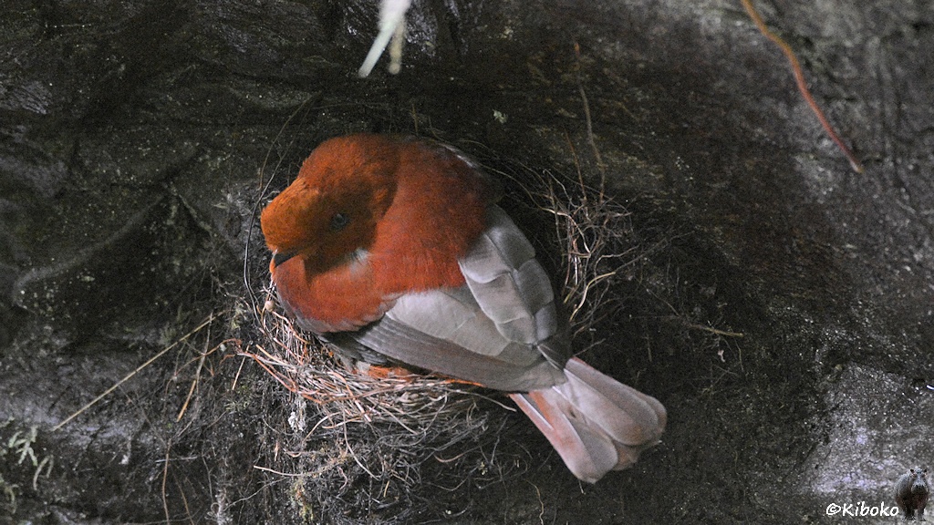 Das Bild zeigt einen rotbraunen Vogel mit grauen Flügeln auf einem Nest in einer dunkelgrauen Felswand schräg von oben.