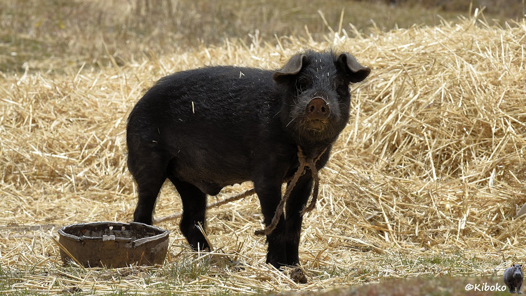 Das Bild zeigt ein schwarzes, dicht behaartes Schwein vor einen Strohhaufen. Das Schwein ist an einer grauen Leine angebunden. Links neben dem Schwein steht ein Bottich.