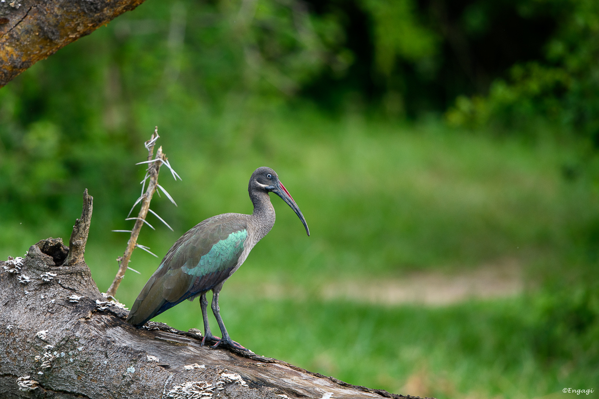 Uganda%201083.jpg