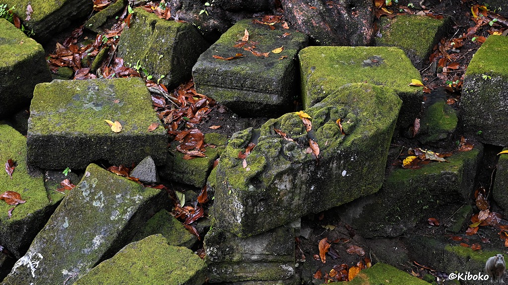 Das Bild zeigt herumliegende Steinquader, die mit Moos bewachsen sind. Der Quader in der Mitte hat ein Blumenrelief. Auf und zwischen den Steinen liegen trockene Blätter.
