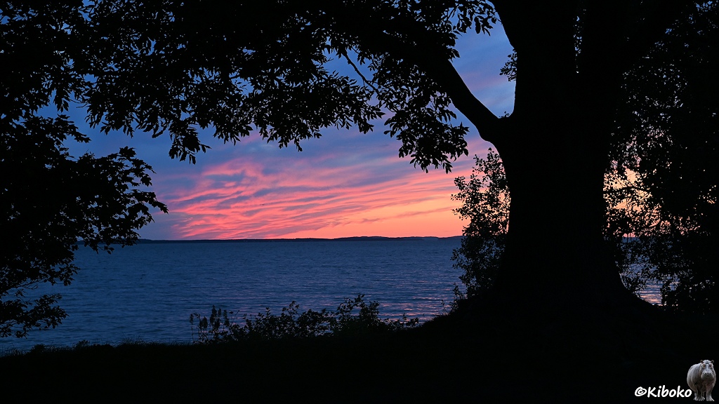 Das Bild zeigt am linken Bildrand einen Baumstamm. Die Blätter des Baumes ragen von oben ins Bild. Im Hintergrund ist eine Wasserfläche mit einem rosaroten Himmel. Am Horizont ist die Wasserfläche durch eine niedrigen Landstreifen begrenzt.