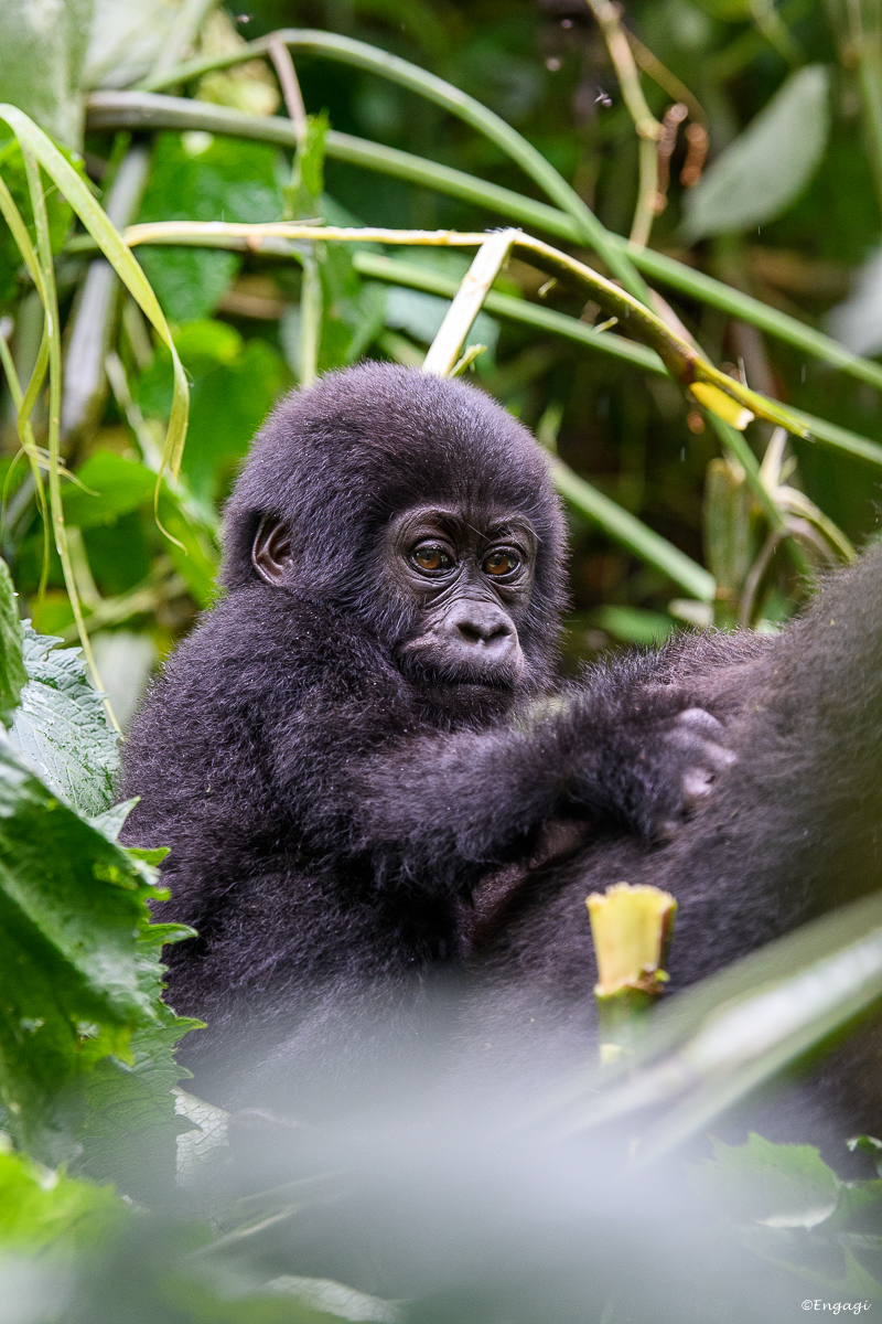 Uganda%201985.jpg