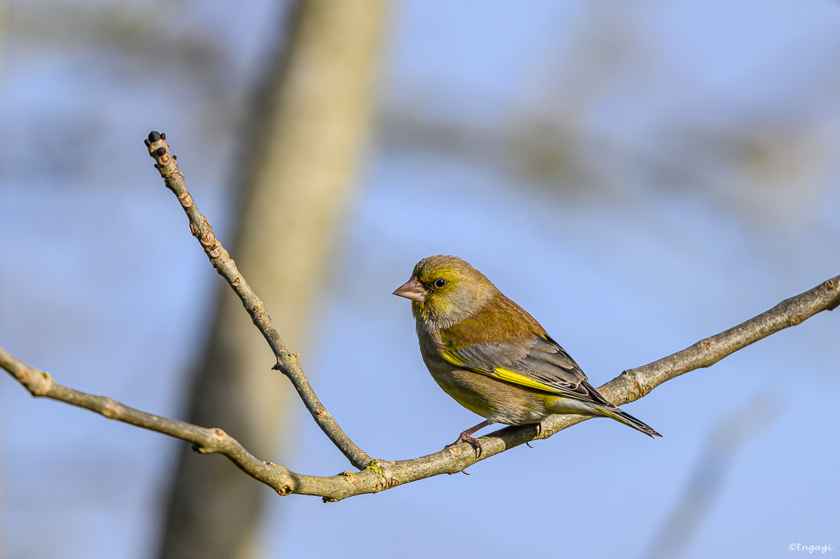 DSC_0996.jpg