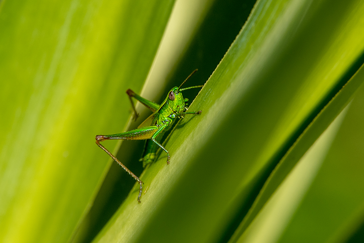 20180620_ND5_2229NF.jpg