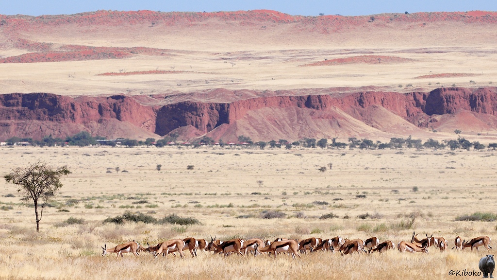 Eine Herde Springböcke steht in großer Entfernung auf einer trockenen Savannenfläche. Im Hintergrund sind rote Berge und Häuser.