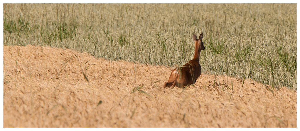 Rehruecken001.jpg