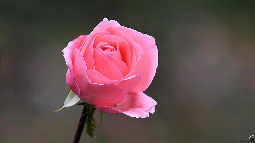 s246_Bishkek_Rose_5886.jpg