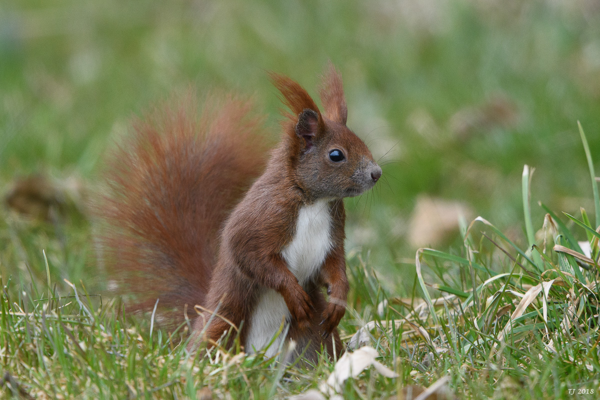 DSC_3955.jpg