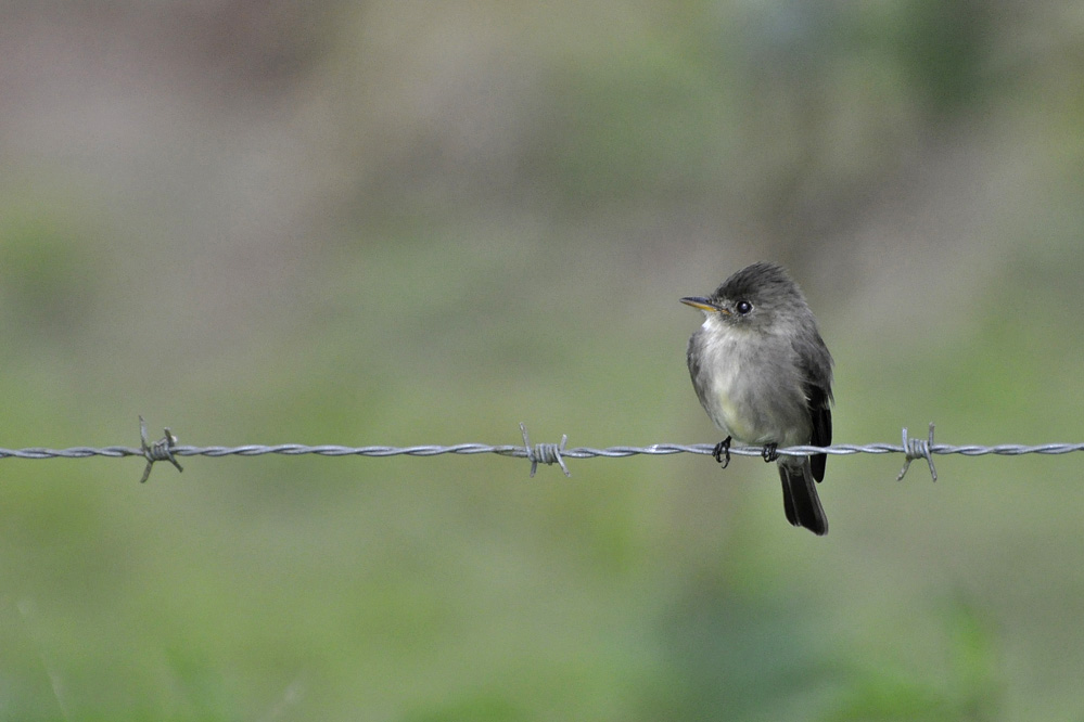 web-pewee.jpg