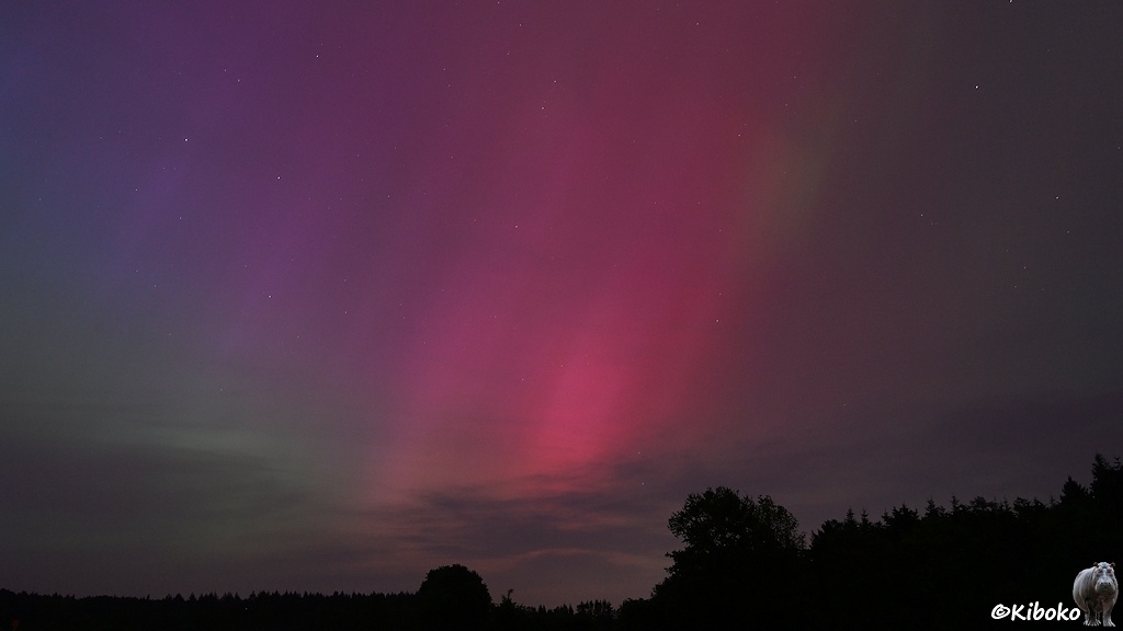 Das Bild zeigt grüne, violette und rote Lichter am Nachthimmel über einen Wald.