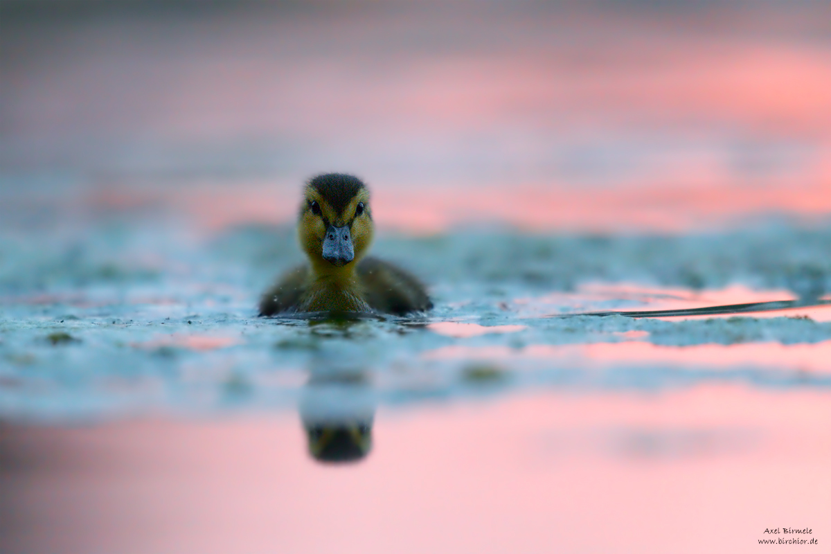 20150514_0006_PS_1200Px.jpg