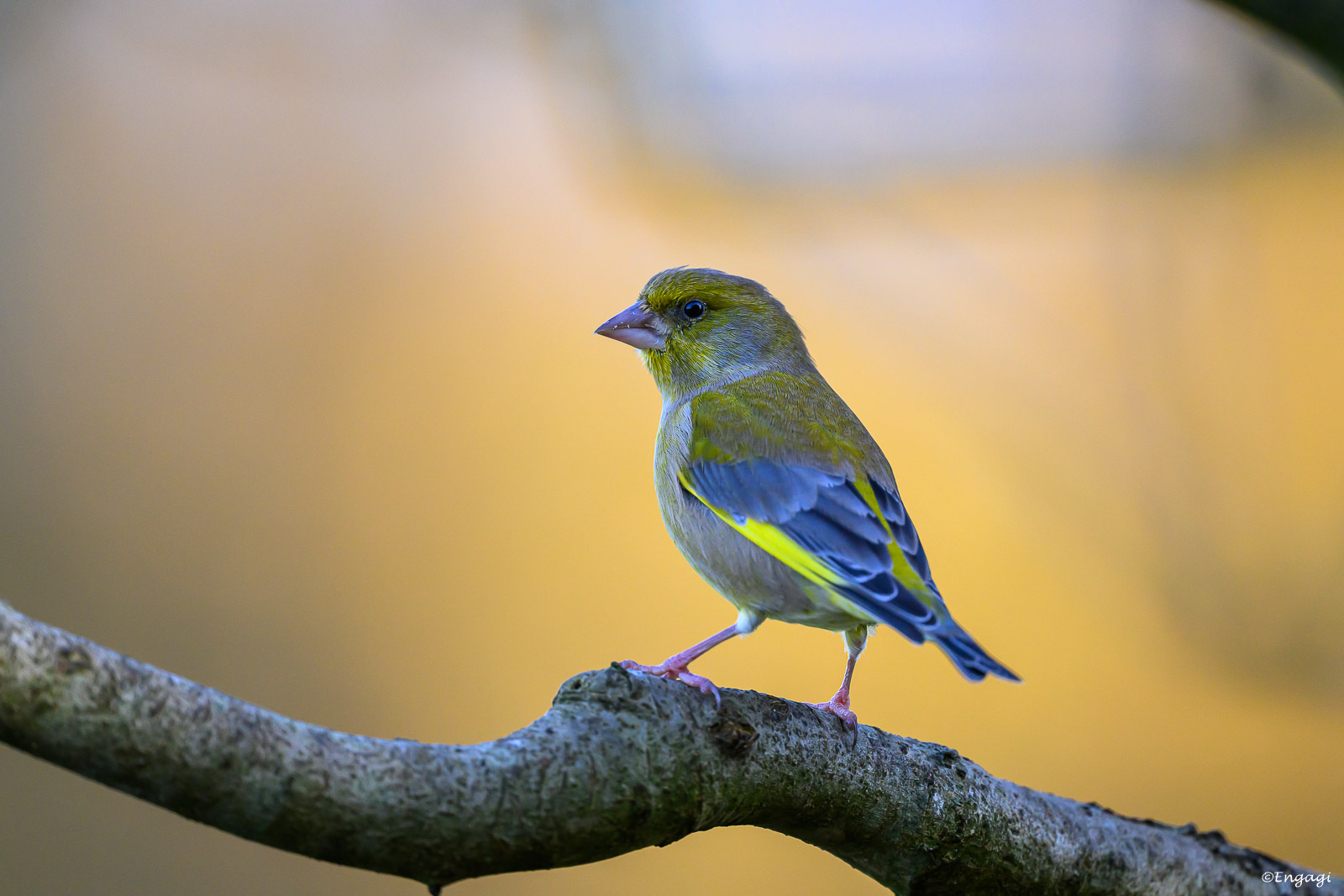 DSC_3230.jpg