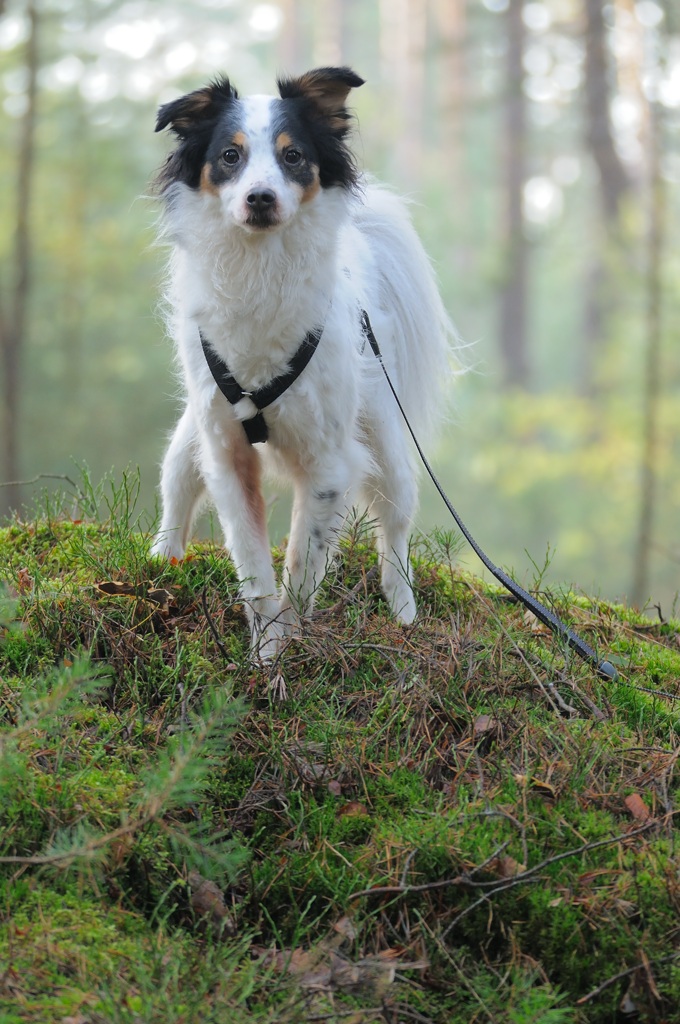 barbaras_hund.jpg