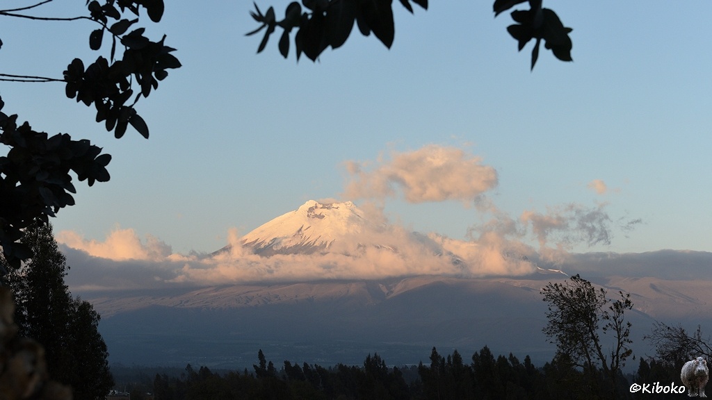 Das Bild zeigt eine Landschaftsaufnahme eines schneebedeckten Vulkans im Abendlich. Von rechts und von oben ragen Blätter in das Bild. Unten stehen Nadelbäume. Auf Höhe der Schneegrenze ist eine dichtes Wolkenband. Die spitze ist fast frei von Wolken. Eine neue Wolke schwebt von rechts gegen den Gipfel.