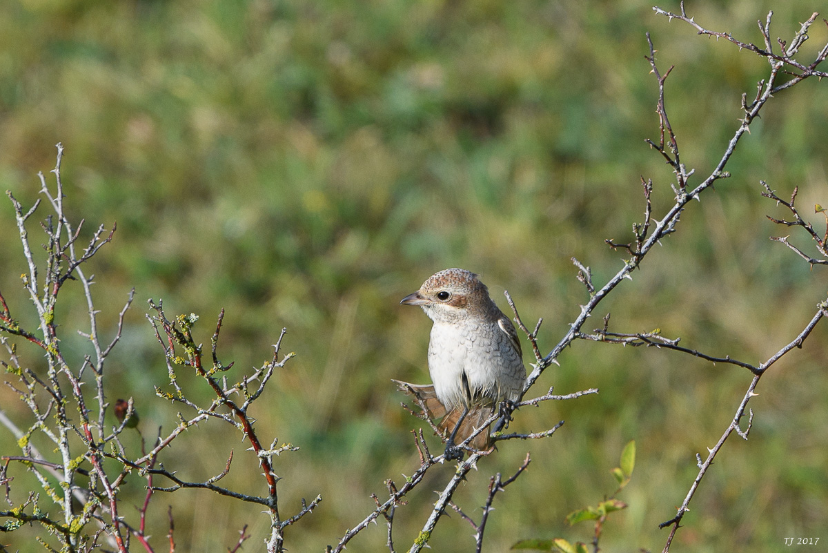 DSC_2642.jpg