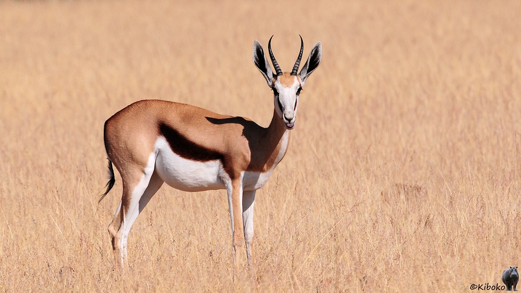 Eine Gazelle spitzt die Ohren und steckt die Zunge raus.