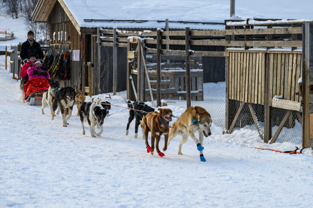 Die Hunde wollen arbeiten Die Hunde wollen arbeiten